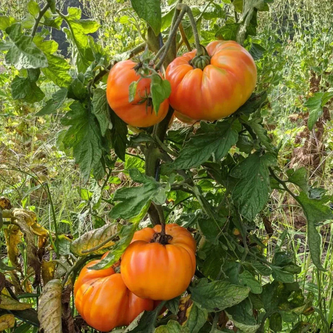Old German Tomato Seeds - Heirloom Beefsteak, Multicolor, Non-GMO - Organic Gardening, Heirloom Variety