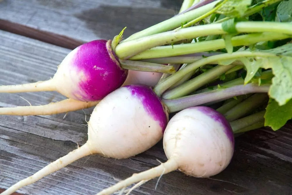 Purple Top Turnip Seeds - 1,000 Count - Brassica rapa - Ideal for Gardening and Planting