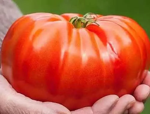 Beefsteak Tomato Seeds - 30+ Organic Heirloom NON-GMO - Fresh Heirloom Variety - Solanum lycopersicum