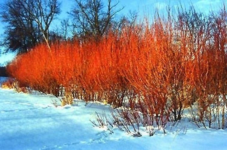 Flame Willow Tree Cuttings - Unique Orange and Red Bark - Rare Ornamental Plant (Salix integra)