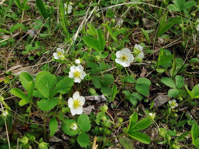 Wild Strawberry Plants - Bare Root, 20 ct - Fragaria, Edible Perennial