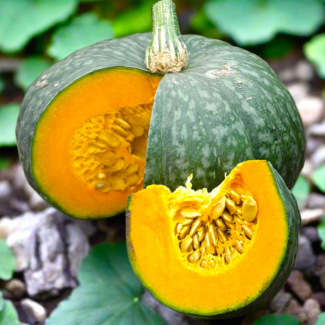Kabocha Seeds | Japanese Pumpkin Squash | Green Gourd Buttercup | Cucurbita maxima | 2025