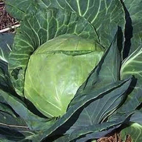 Late Flat Dutch Cabbage Seeds - 200+ Heirloom NON-GMO - Fresh Vegetable Seeds - Brassica oleracea