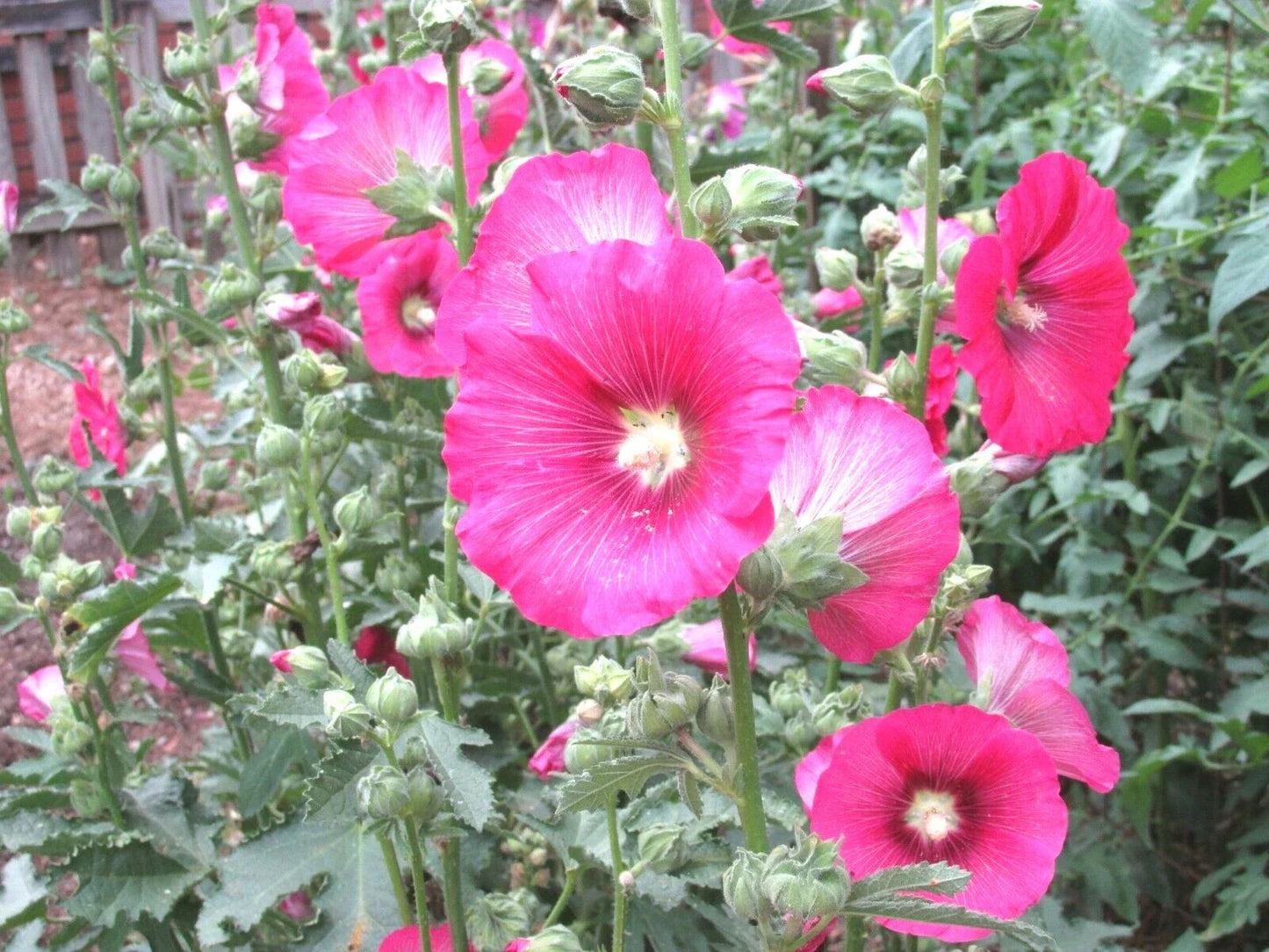 50+ Pink Hollyhock Seeds - Heirloom Wildflower for Garden - Drought & Heat Tolerant (Alcea rosea)