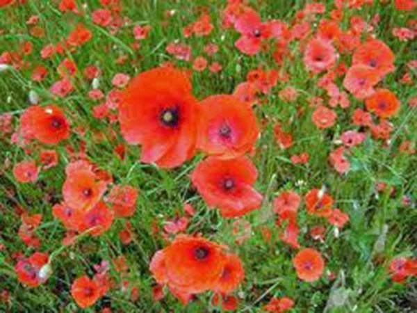 Shirley Poppy Seeds - 1000 Bright Red Flower Seeds, Long Lasting Blooms - Papaver rhoeas