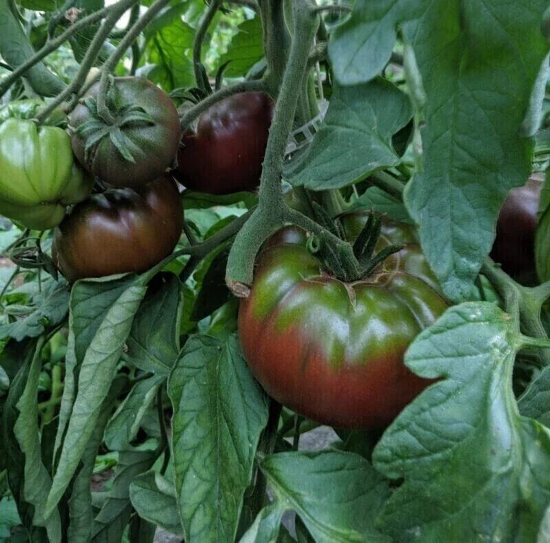Russian Black Krim Tomato Seeds - 30+ Non-GMO Organic Heirloom Seeds - Solanum lycopersicum