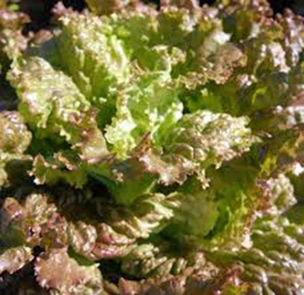Red Romaine Lettuce Seeds, Heirloom Non-GMO, 1000 Seeds, Organic Vegetable Garden Seed, Romaine Lettuce (Lactuca sativa)