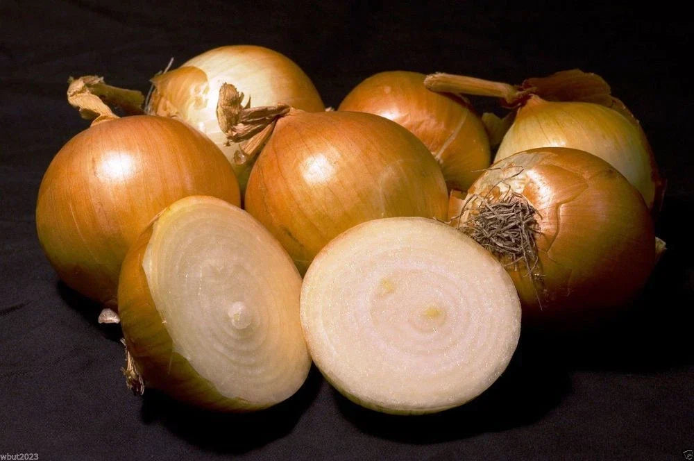 Spanish Onion Seeds - Yellow or White - Fresh Seed for Planting - Allium cepa