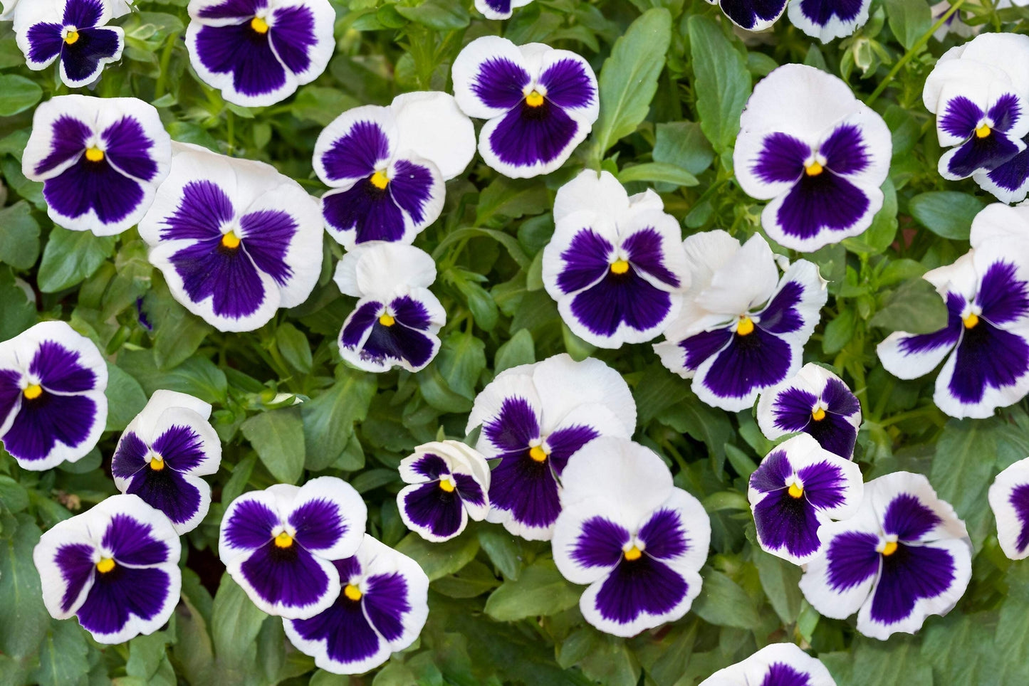 White and Purple Pansy Viola Flower Seeds 50 Count Bright Hardy Blooms