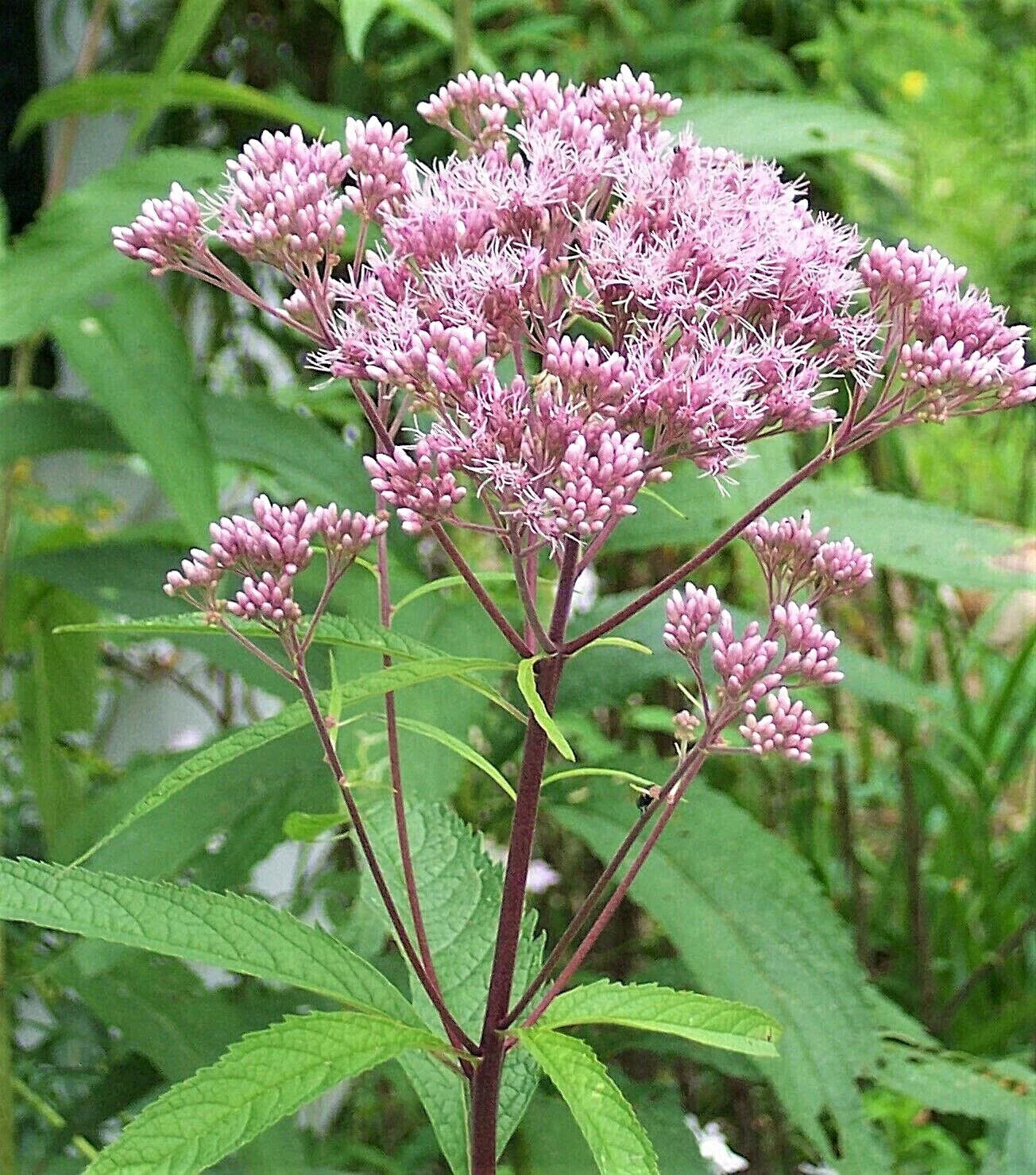 Joe Pye Weed 2 Plants - Native Maine Variety - Eupatorium purpureum - Cut Back for Optimal Growth