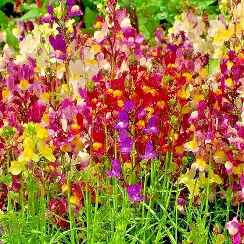 Dwarf Snapdragon Flower Seeds Mix - 2000+ Toadflax Wildflower Garden Seeds for Container Planting - Easy Growing