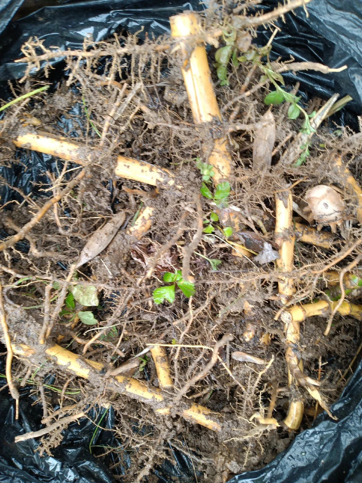 2 Spring SA / Mosso Bamboo Root (Phyllostachys edulis) β Giant Timber Bamboo, Fast Growing, Cold Hardy, Clumping