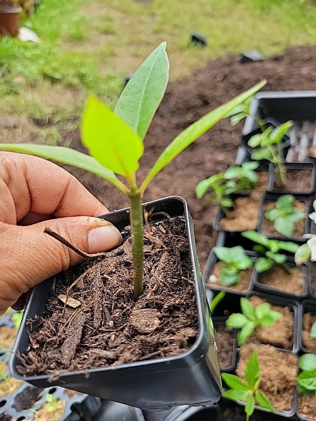 Purple Plumeria Live Plant Rooted from Seed | 1 Starter in 3β Pot | Fragrant Flower Tree | Rare Color | Tropical Frangipani