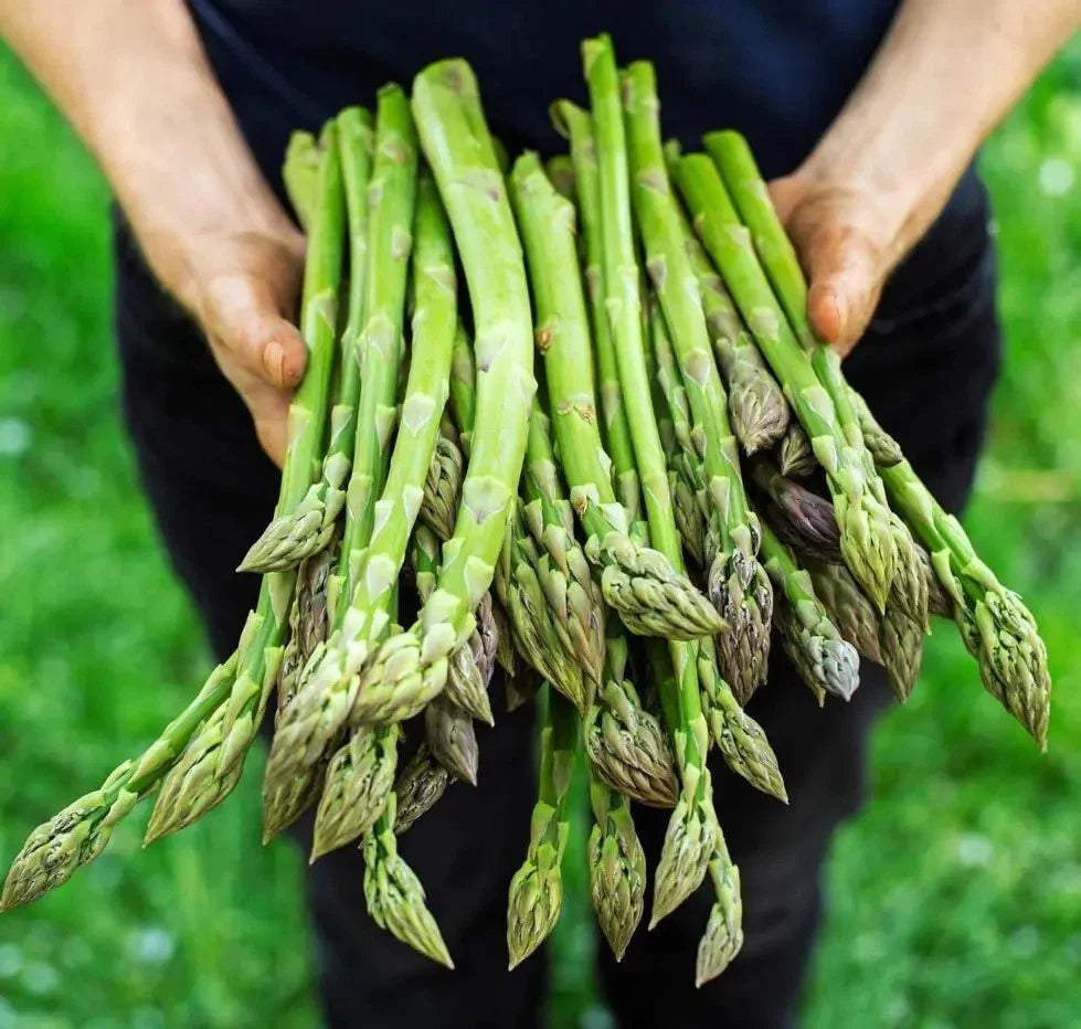 Asparagus Seeds - 100+ Heirloom Organic Mary Washington - Non-GMO - Vegetable Gardening