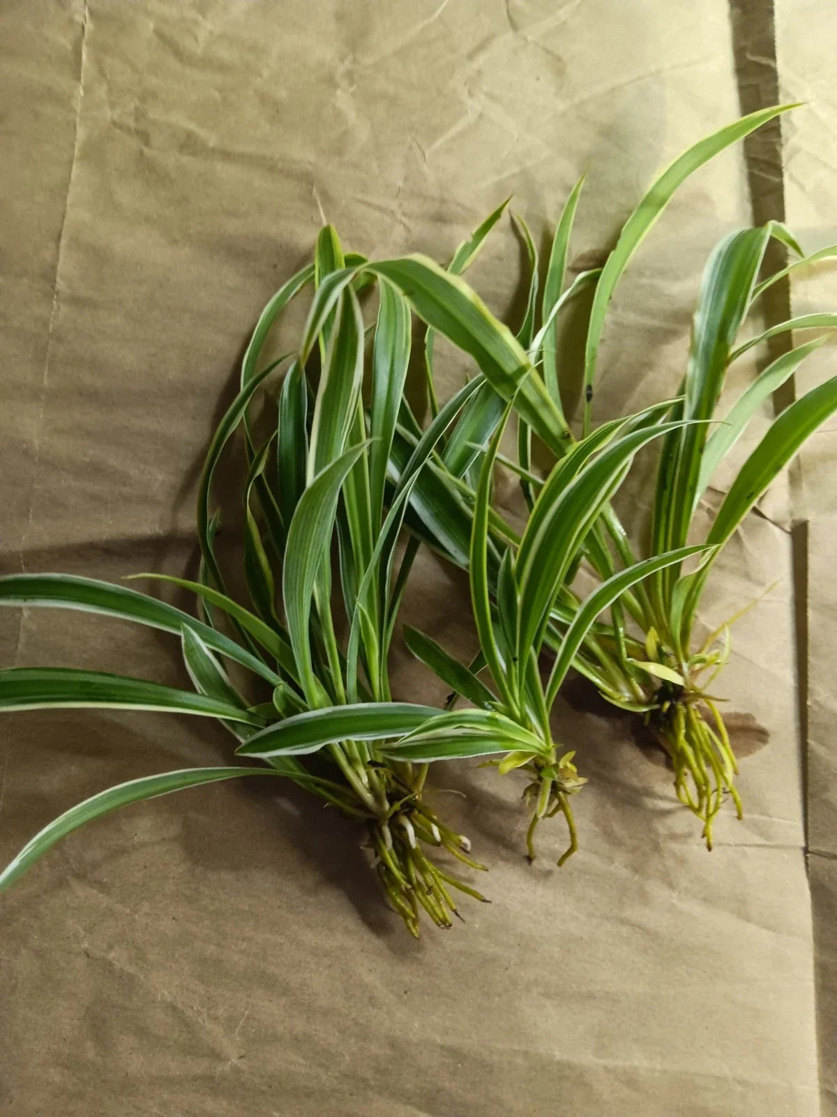 Reverse Variegated Spider Plant Pups - Easy Air-Purifying Houseplant - Chlorophytum comosum
