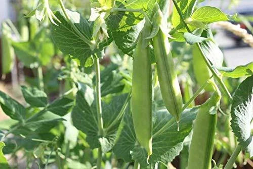 Sugar Pod Snow Peas Seeds | 50 Count | Edible Vegetable Seeds for Planting | Pisum sativum