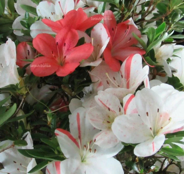 Azalea Starter Plant - White & Peach Striped - Rhododendron Deciduous - Ideal for Gardens and Landscapes