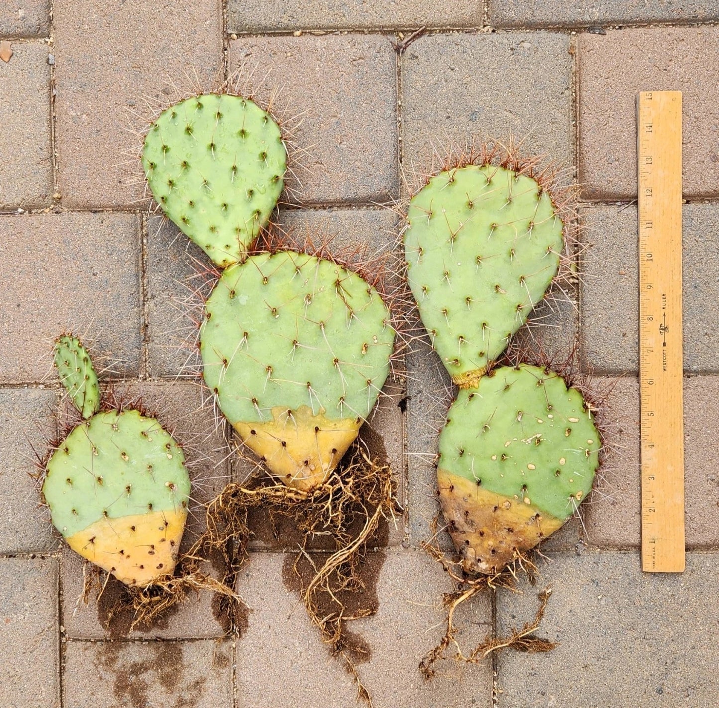 Live Rooted Cactus Pad Cuttings (3) - Opuntia Ssp. Prickly Pear Cactus Segments for Planting and Propagation