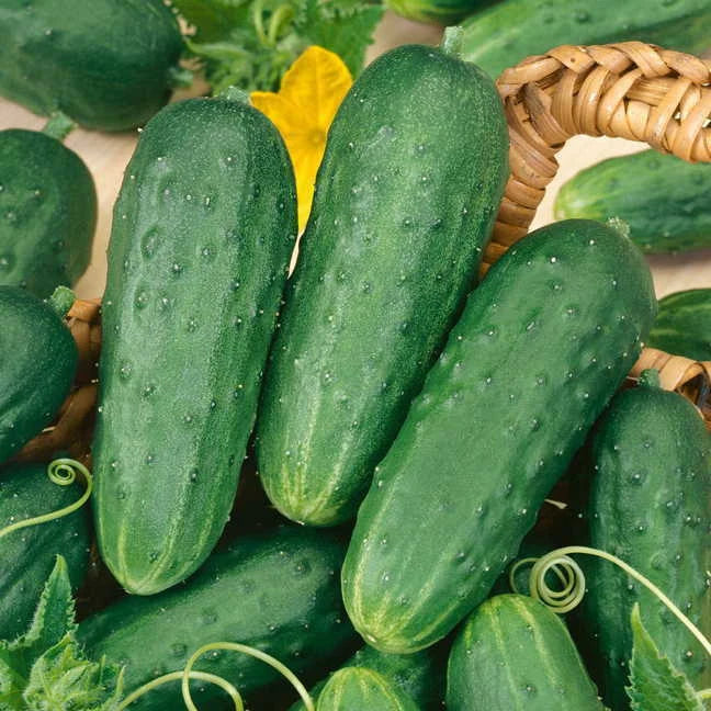 Cucumber Seeds 25+ Pack - Homemade Pickles Pickling Cucumber Seeds (Cucumis sativus)