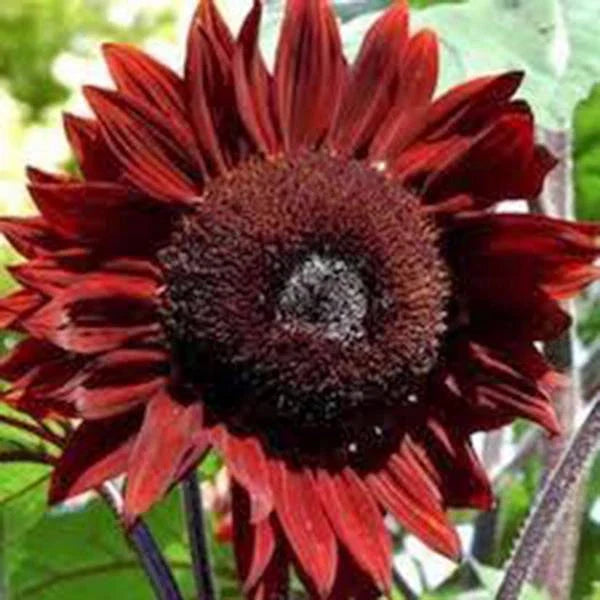 Sunflower Seeds, 100 Count, Red Sun Variety, Bright Red Blooms, Helianthus annuus