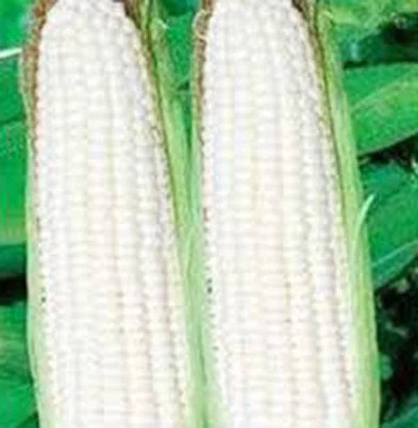 White Corn Seeds, Stowell's Evergreen Heirloom, 20+ Seeds, Deliciously Sweet