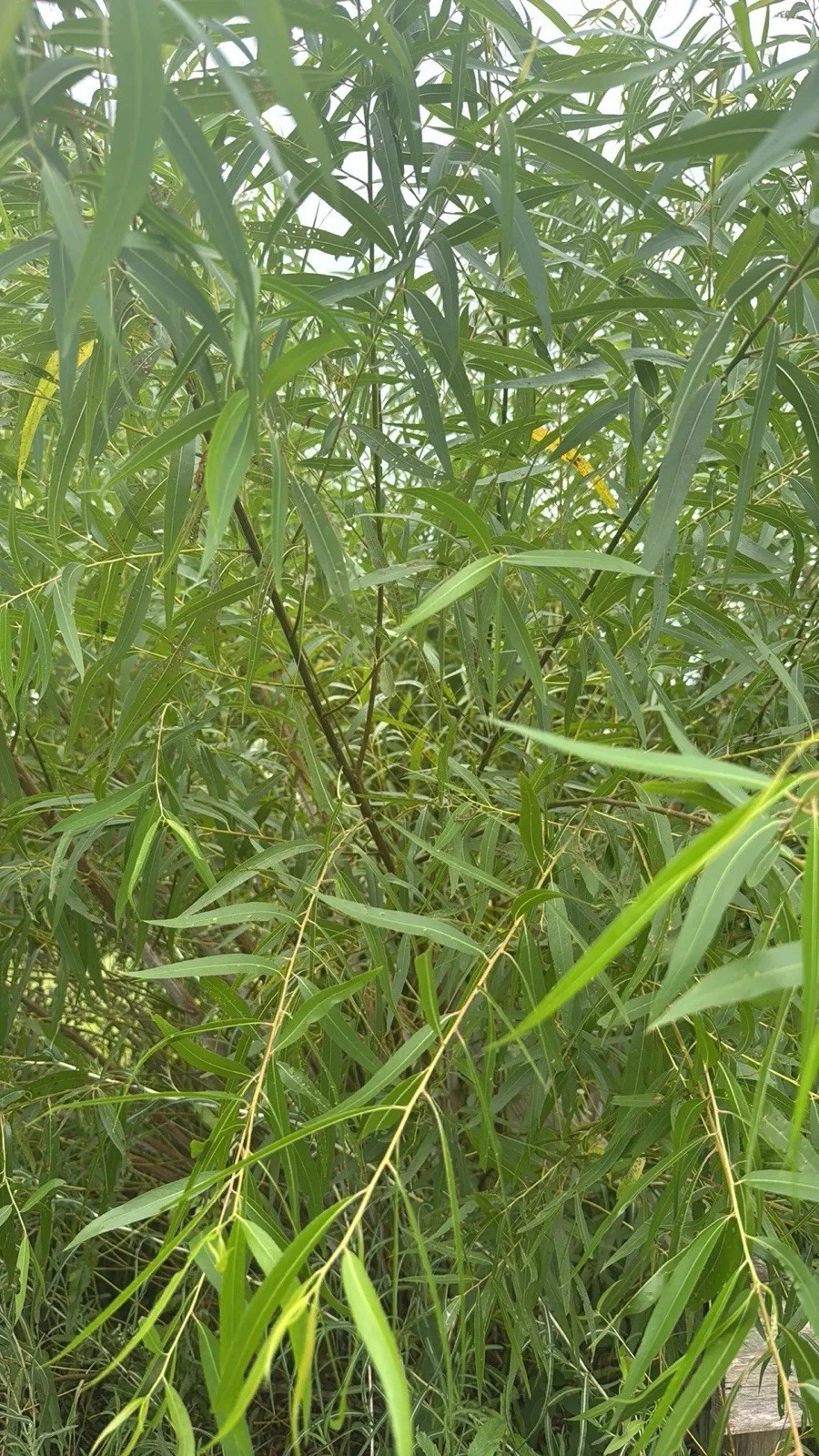 Black Willow Cuttings Salix Nigra 25 Unrooted Fresh Stems for Rooting Ornamental Privacy Tree Starter