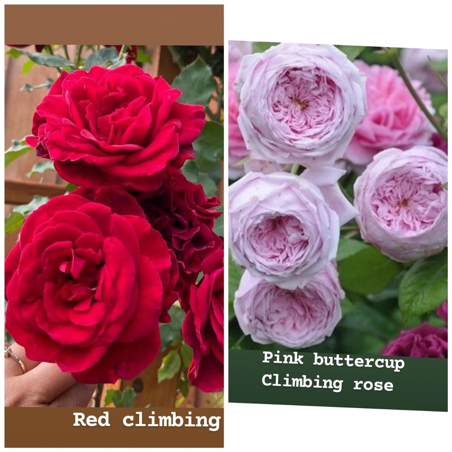 Rose Cuttings Mix - Unrooted Fresh Cuttings 5-8" Long - Ideal for Planting (Rosa spp.)