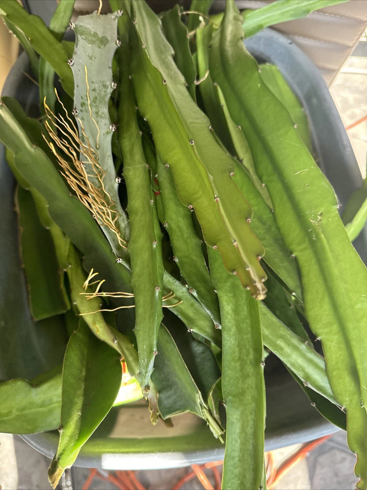 Dragon Fruit Cuttings 8+ Inches - Graffiti Variety - Hylocereus undatus