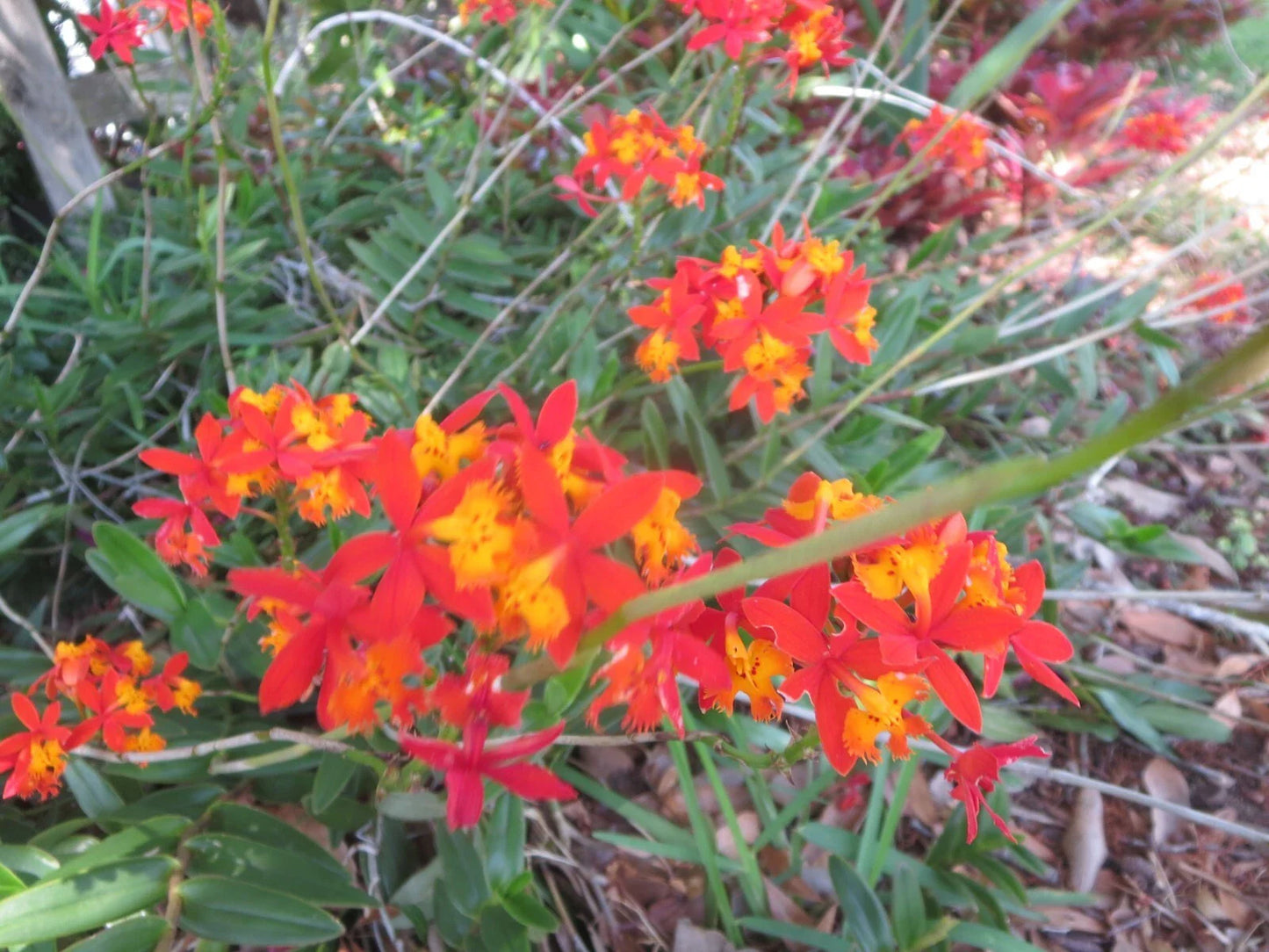 Ground Orchid Cuttings - 5 Aerial Root Epidendrum Orange - Tropical Plant for Home Decor
