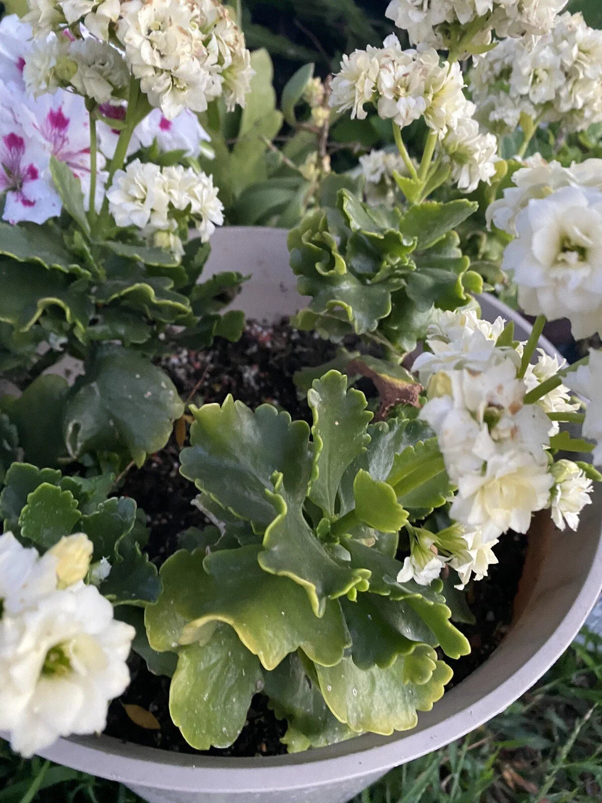 Succulent Cuttings x 3 - White Kalanchoe Blossfeldiana for Planting and Propagation