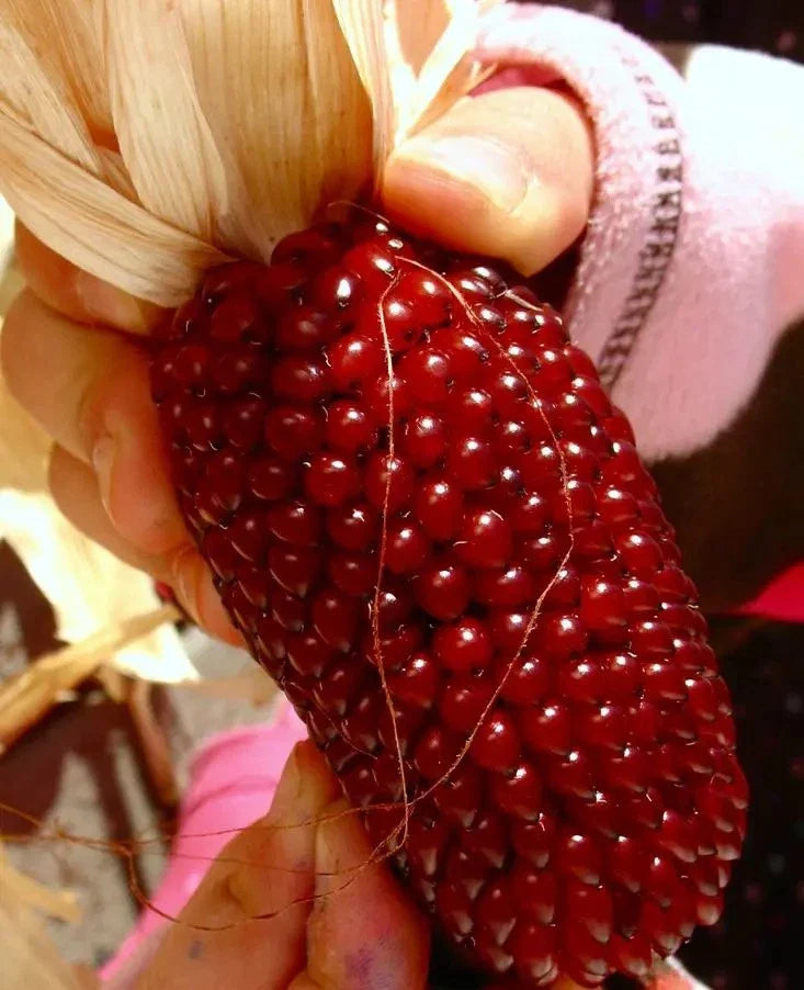 30+ Organic Strawberry Ruby Corn Seeds - Heirloom Popcorn - Sweet Variety - Rare Cultivar