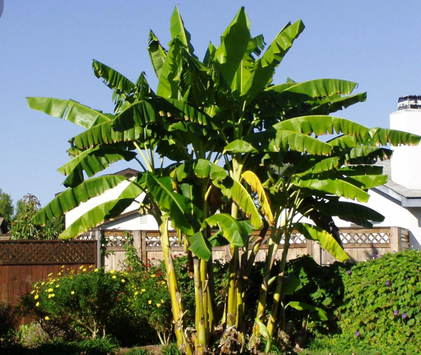 Cold Hardy Musa Banana Tree Starter Plant - Small Rooted Basjoo Variety for Outdoor Gardens