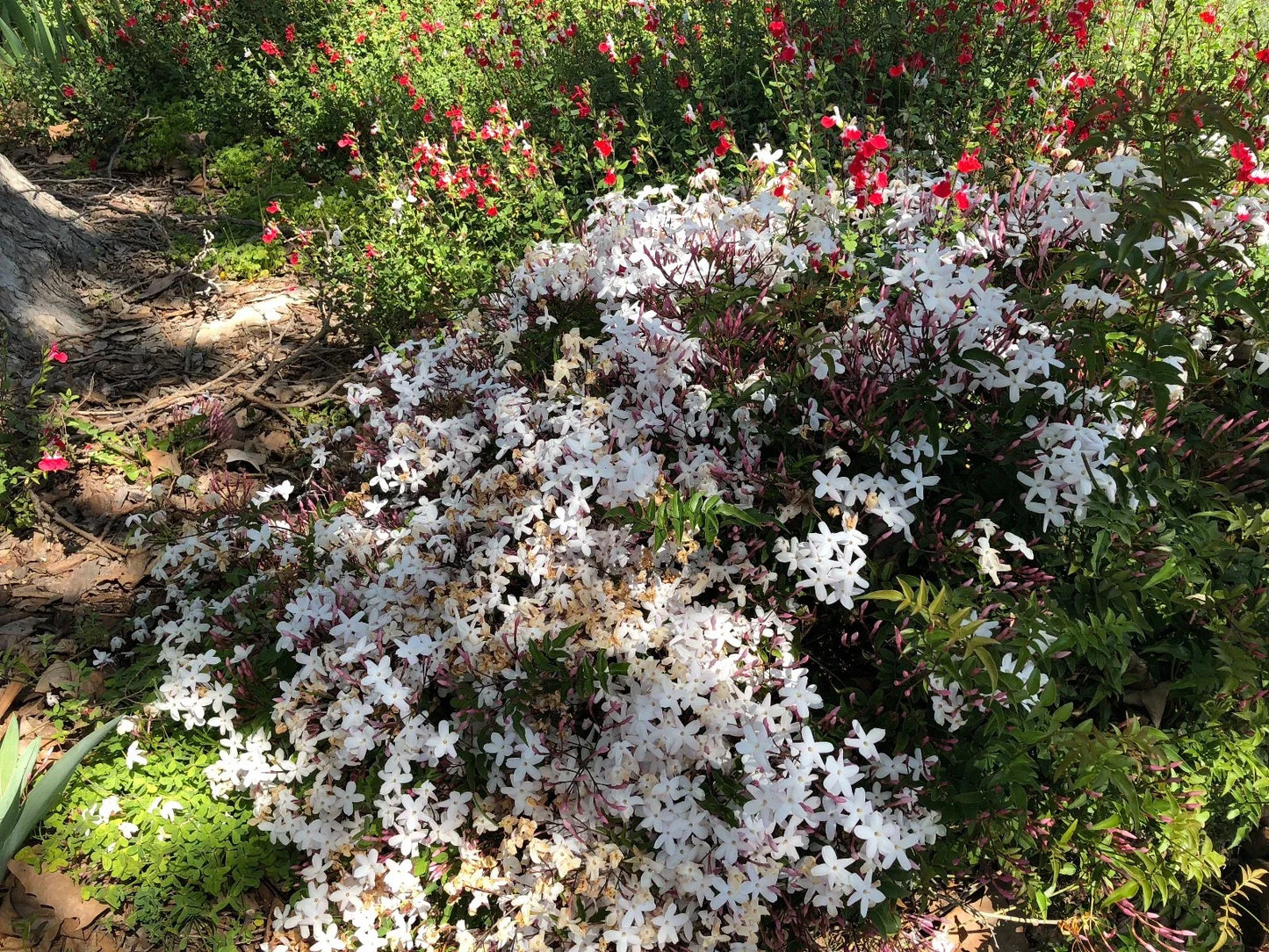 Organic Live Pink Jasmine Cuttings - Polyanthum Variety - USA Grown