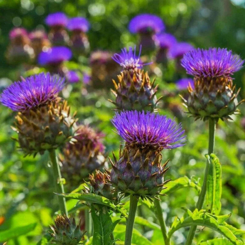 Cardoon Seeds Packets, Artichoke Thistle, NON-GMO Variety, Free Shipping