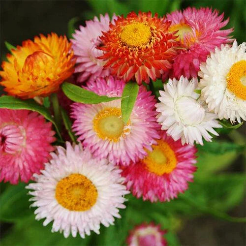 Swiss Giant Mix Strawflower 200 Seeds | Non-GMO | Colorful Dried Flower Mix | Helichrysum bracteatum