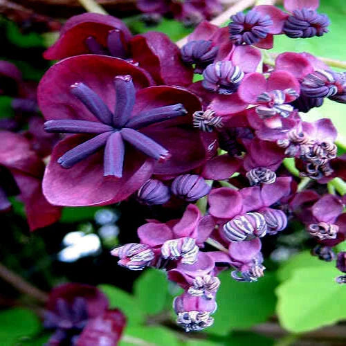 Chocolate Vine Seeds - 3-Leaf Variety - Hardy Fruit Flower Climber Plant (Akebia trifoliata)