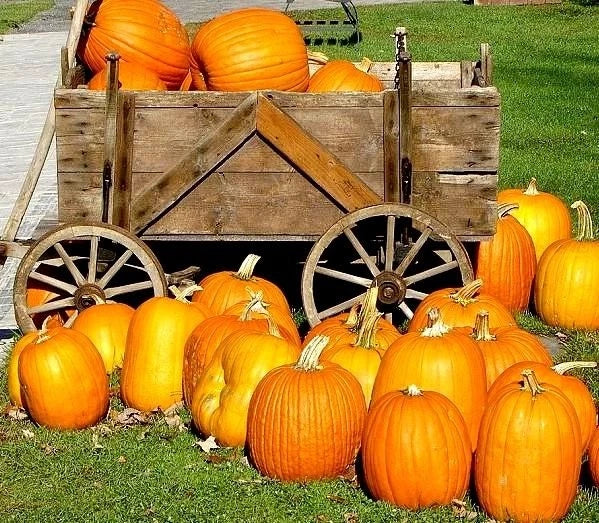 Large Jack O' Lantern Pumpkin Seeds - Heirloom Carving Pumpkin - 10 Seeds - 25-40 lbs