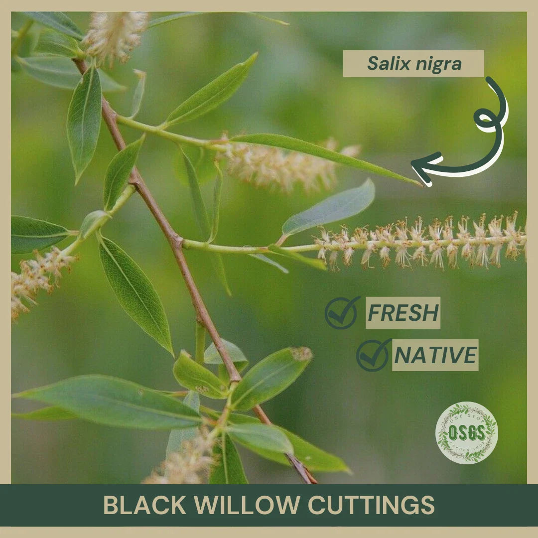 Black Willow Cuttings 18" | Salix nigra | Fresh Native Plant Cuttings for Gardening