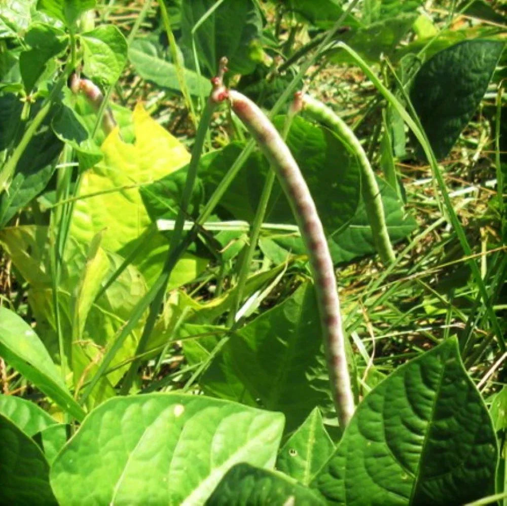 Iron and Clay Cowpea Seeds - Southern Field Pea Cover Crop - Perfect for 2025 Planting - Vigna unguiculata
