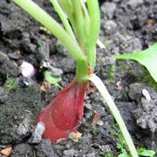 Heirloom Radish Seed Garden Collection, 5 Varieties, Non-GMO Seeds for Home Gardening, Raphanus sativus