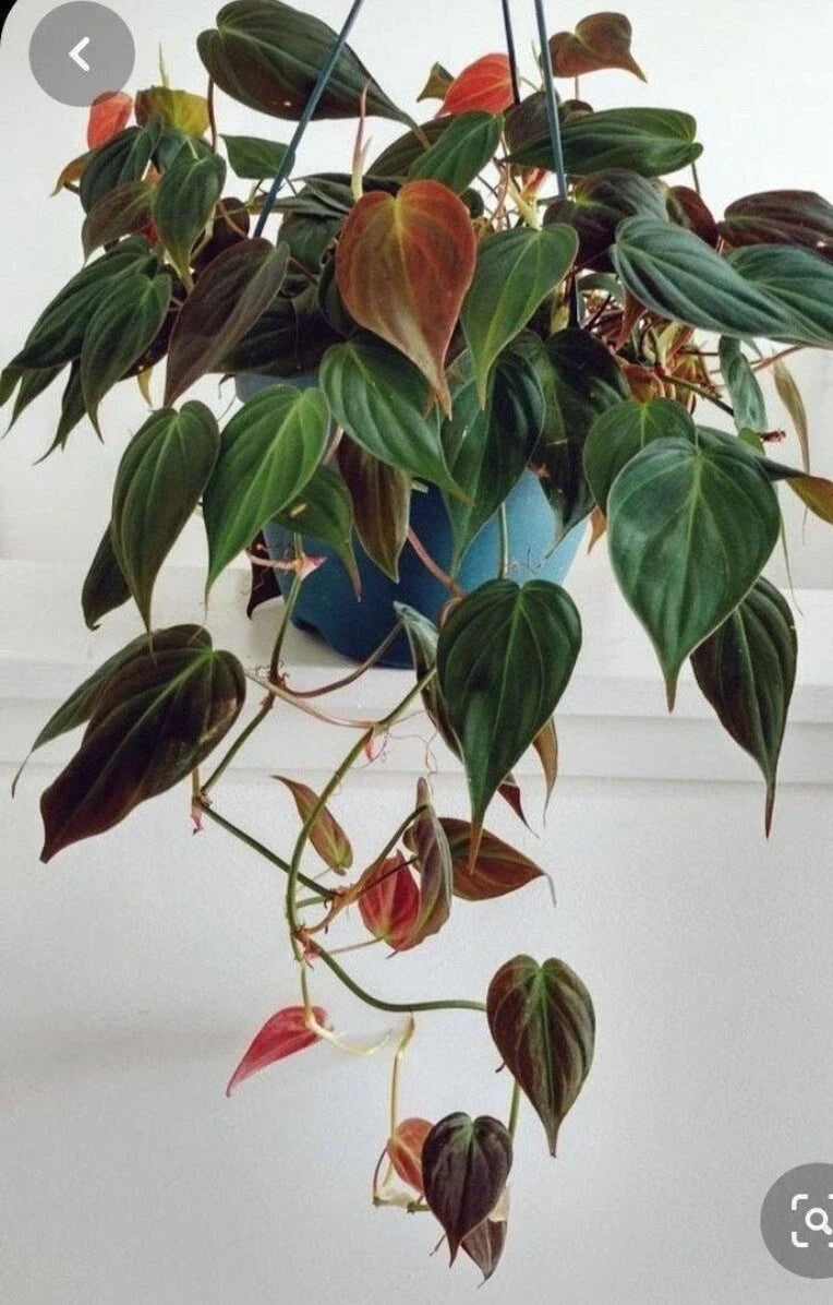 Philodendron Micans Cuttings 4 Pack, Rare Velvet Leaf Green & Bronze, Philodendron gloriosum
