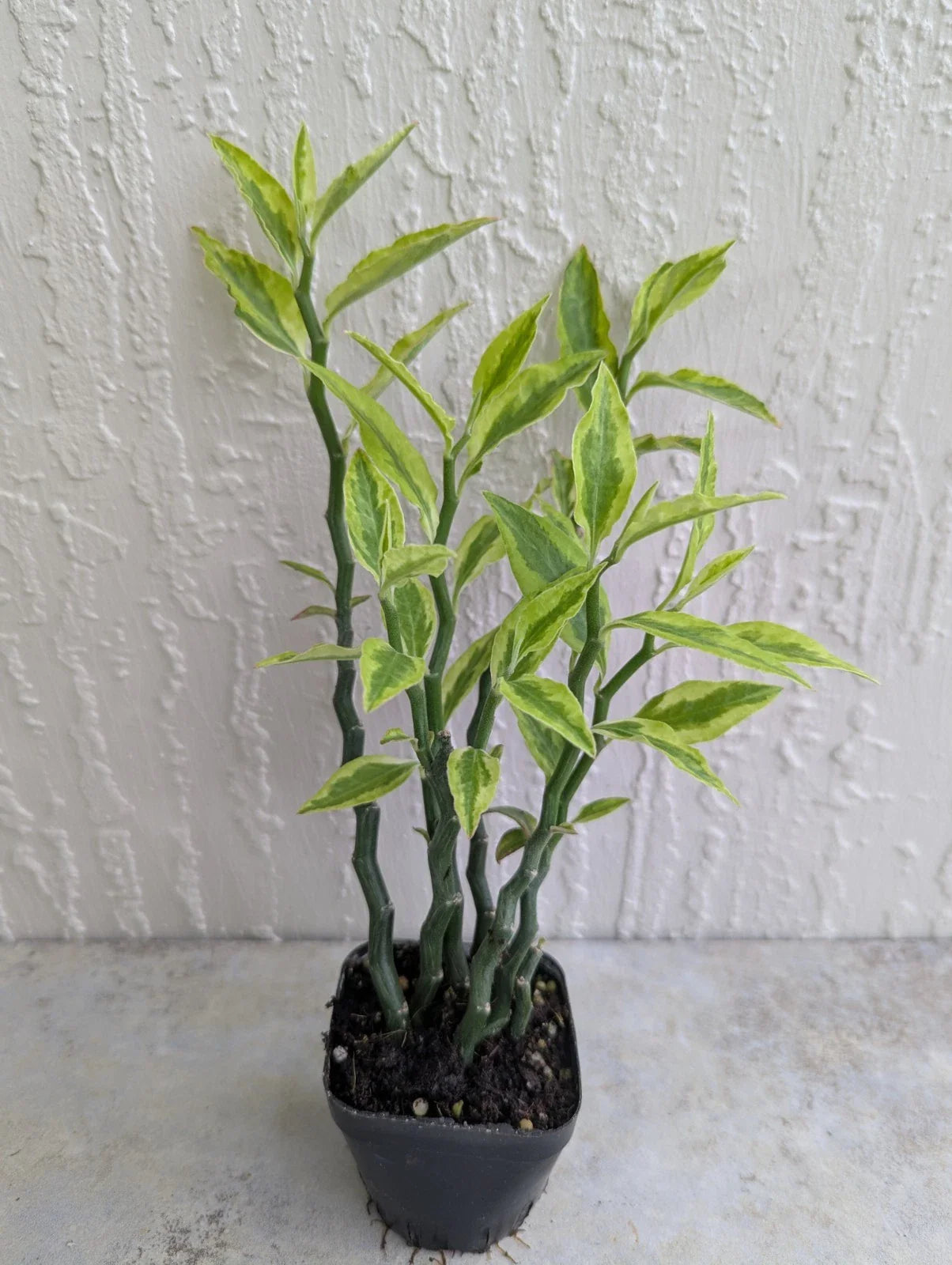 Variegated Devil's Backbone Plant - 2.5" Pot with 6 Stems - Unique Colorful Foliage - Euphorbia tithymaloides