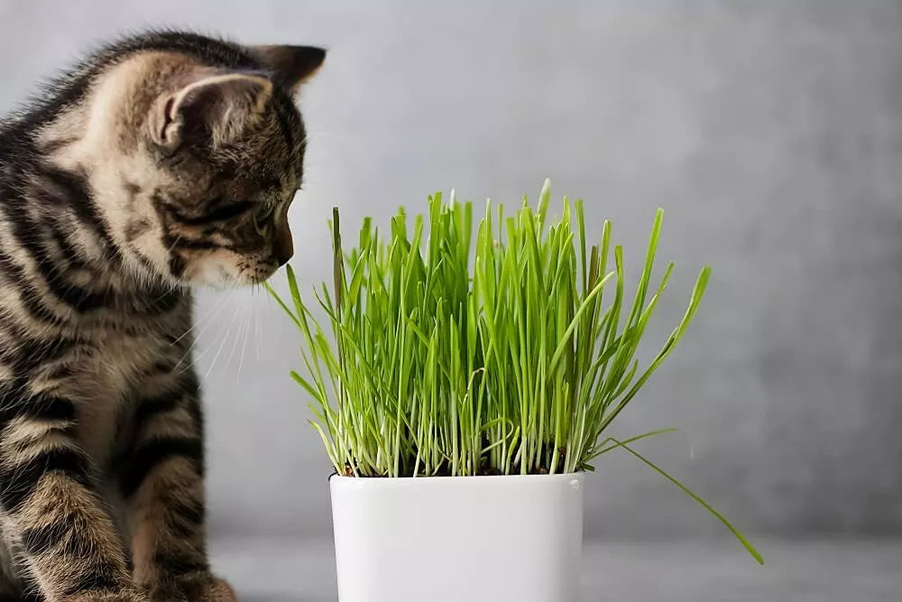 Cat Grass Seeds 1 Pound Nutritious Tasty Treat for Animals (Avena sativa)