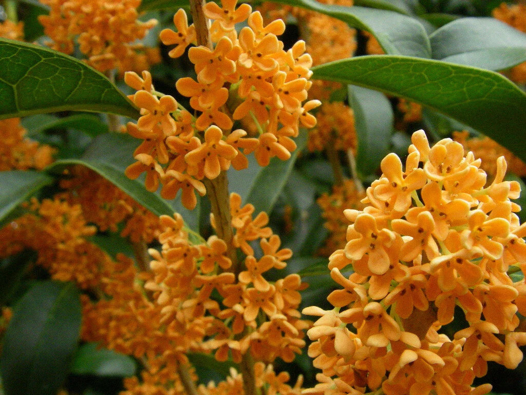 Fragrant Tea Olive Starter Plant - Apricot Echo Osmanthus fragrans - Rooted Plant for Aromatic Gardens and Landscaping