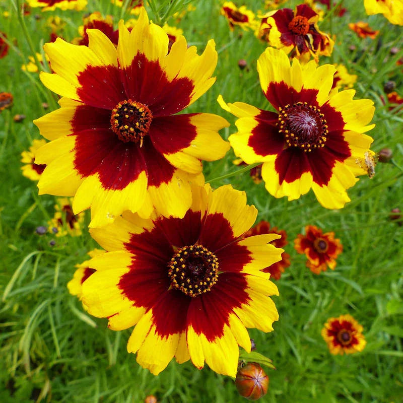 Plains Coreopsis Seeds | 300-6,000 Seeds | Non-GMO Flowering Plant | Coreopsis tinctoria