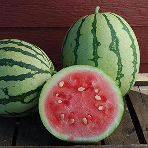 Queen of Dixie Watermelon Seeds - 10 Pack, Vibrant Colored Skin, Citrullus lanatus