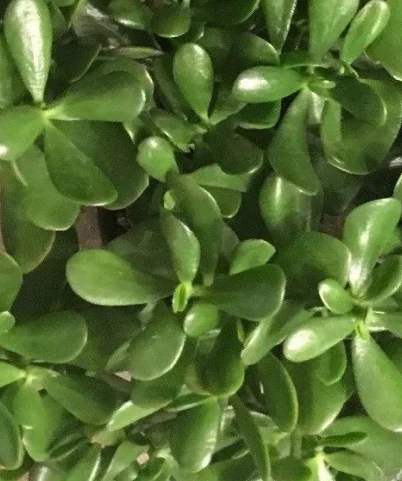 Live Jade Plant Cuttings 4-6 Inch, Succulent, Drought Resistant, Crassula ovata
