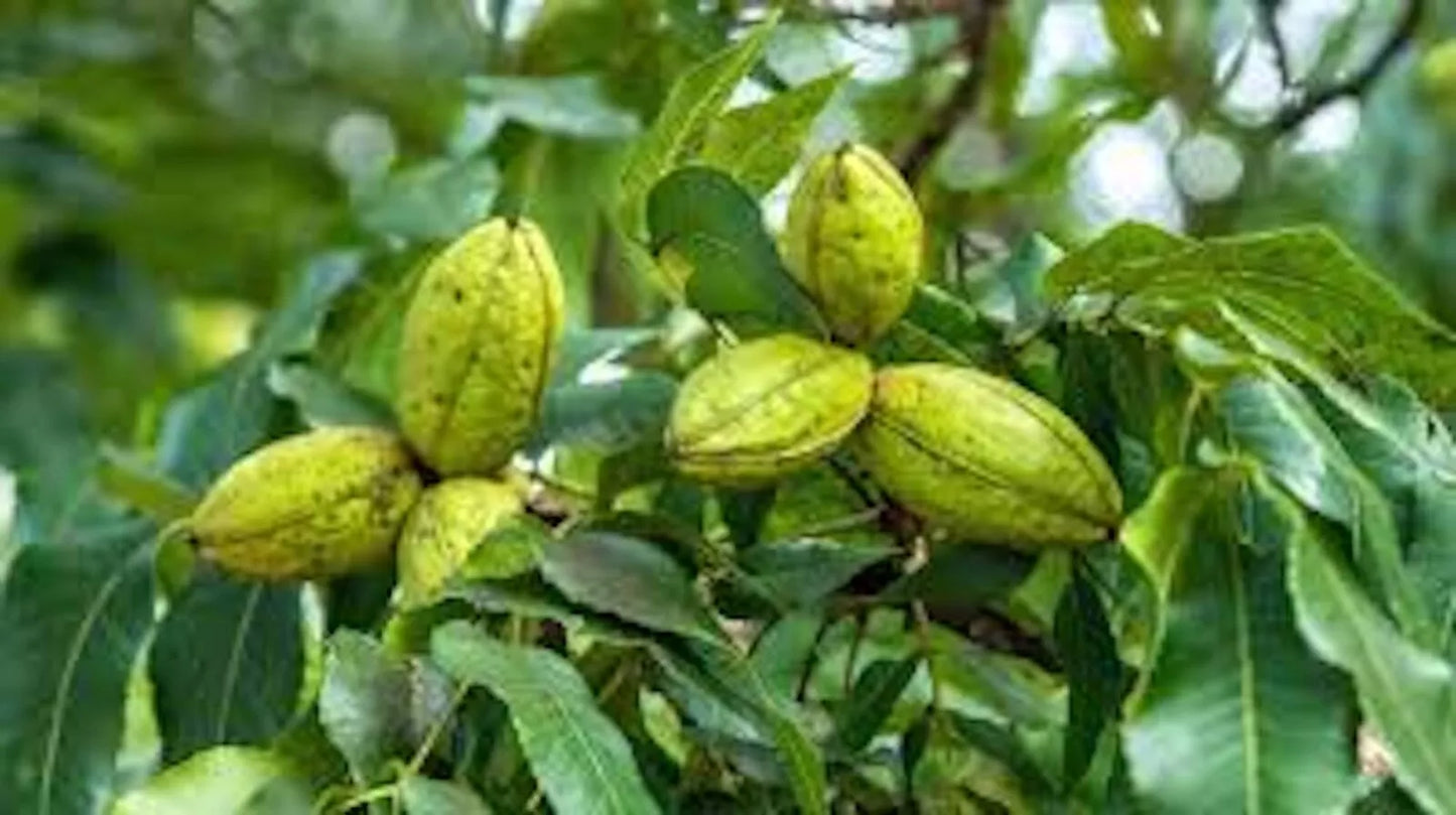 Hardy Pecan Tree 12-24in Bare Root Carya illinoensis Edible Nuts North American Native