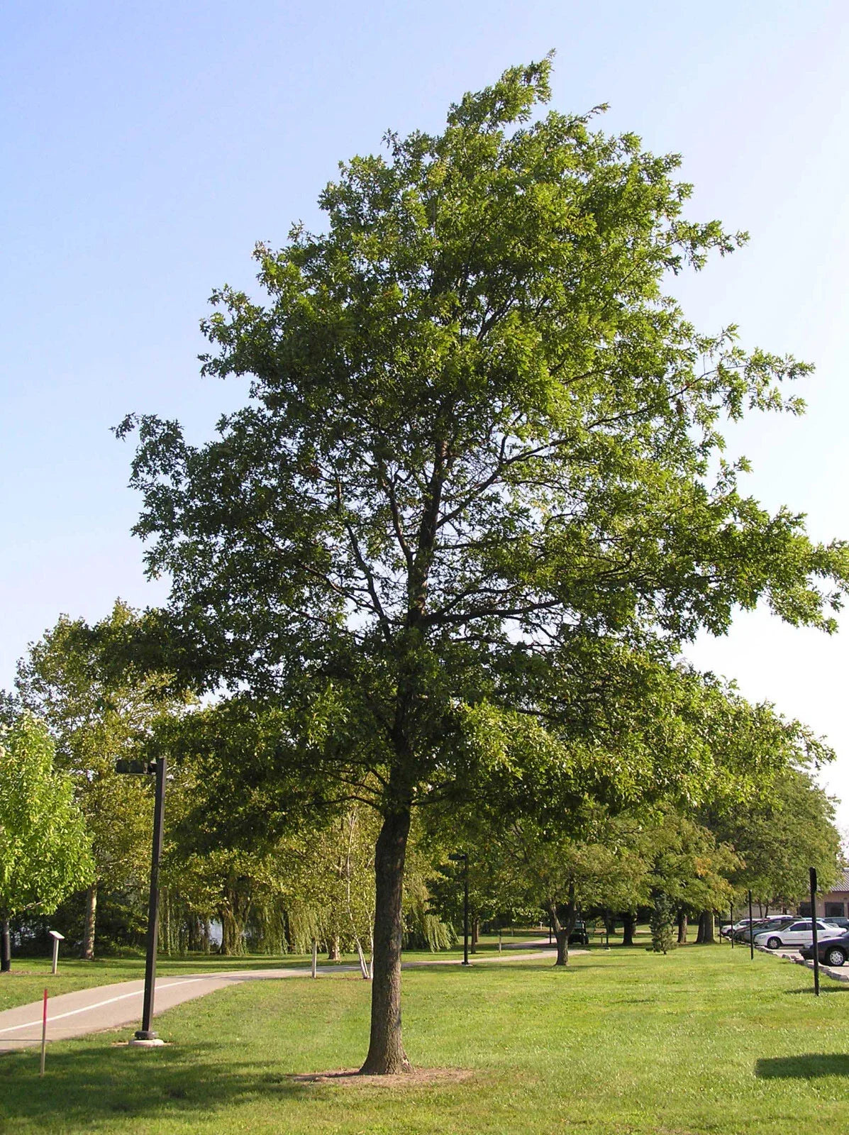 Pin Oak Tree Seedling 4-8 Inches Quercus palustris Live Plant Bare Root for Gardening and Landscaping