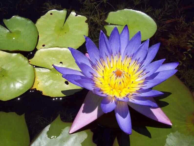 Blue Lotus Seeds - 5 Pack - Nelumbo nucifera - Hardy Tropical Flowering Blooms